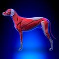 Dog Muscles Anatomy - Muscular System of the Dog Royalty Free Stock Photo