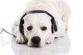 Dog and music