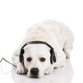 Dog and music