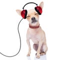 Dog music Royalty Free Stock Photo