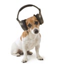 Dog music fan Royalty Free Stock Photo