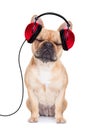 Dog music Royalty Free Stock Photo