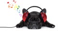 Dog music Royalty Free Stock Photo