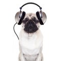 Dog music Royalty Free Stock Photo