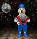 Dog musician plays accordion on stage Royalty Free Stock Photo