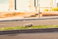 Dog mutt outdoors walking Royalty Free Stock Photo