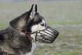 Dog with muzzle