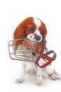 Dog with muzzle. Avoid bite snapper dogs. Cavalier king charles spaniel dog photo. Beautiful cute cavalier puppy dog on