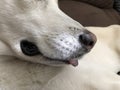 Dog muzzle, nose and tongue