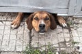 Dog muzzle peeks out from under the gate