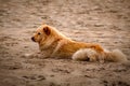 A dog n the beach Royalty Free Stock Photo