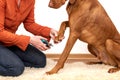 Dog nail clipping. Woman using nail clippers to shorten dogs nails. Pet owner cutting nails on vizsla dog. Royalty Free Stock Photo