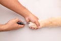 Dog nail cutting. Man using nail clipper for animal to cutting dog nail Royalty Free Stock Photo