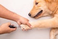 Dog nail cutting. Man using nail clipper for animal to cutting dog nail Royalty Free Stock Photo