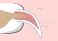 Dog nail structure anatomy / fingernail vector