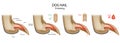 Dog nail trimming Wrong and Correct. Anatomical claw side view structure. Canine toenail clipping information.