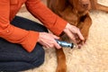 Dog nails grinding. Woman using a dremel to shorten dogs nails. Pet owner dremeling nails on vizsla dog.