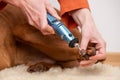 Dog nails grinding. Woman using a dremel to shorten dogs nails. Pet owner dremeling nails on vizsla dog.