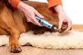 Dog nails grinding. Woman using a dremel to shorten dogs nails. Pet owner dremeling nails on vizsla dog.