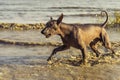 Dog naked Mexican xoloitzcuintli playing with a tennis ball on a sandy beach among sea waves in the summer