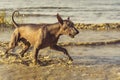 Dog naked Mexican xoloitzcuintli playing with a tennis ball on a sandy beach among sea waves in the summer