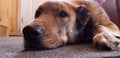 Dog napping on the carpet. Brown.