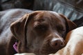 Dog Napping with Eyes Closed