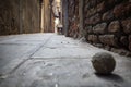 Dog waiting a ball to play Royalty Free Stock Photo