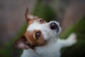 Dog on the nature in the forest. Jack Russell Terrier on a walk. Active pet