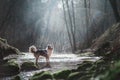 Dog in nature in the morning. Australian shepherd at sunrise near the water. Pet for a walk Royalty Free Stock Photo