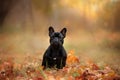 Dog on nature in the park. black english bulldog. Pet for a walk