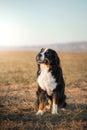 Dog in nature. portrait Bernese Mountain Dog in the field Royalty Free Stock Photo