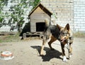 The dog near the booth is tied by chain Royalty Free Stock Photo