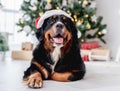 Dog near christmas tree at home Royalty Free Stock Photo