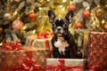 Dog near christmas tree at home. Cheerful French bulldog posing against Christmas background. Happy New Year and Merry Christmas!