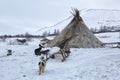 Dog near nenets reindeer herders choom Royalty Free Stock Photo