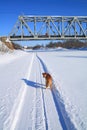 Dog near railway bridge Royalty Free Stock Photo