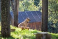 Dog with necklace around the neck, in nature, in the morning sun