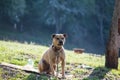 Dog with necklace around the neck, in nature, in the morning sun