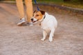 Dog needs leash training. Dog refusing to walk calm on leash pulling owner back Royalty Free Stock Photo