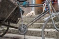 Dog in nepal with bindin and old bike Royalty Free Stock Photo