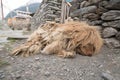 A dog in Nepal village, Landscape in Annapurna circuit,trekking Royalty Free Stock Photo