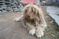 A dog in Nepal village, Landscape in Annapurna circuit, trekking Royalty Free Stock Photo