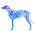 Dog Nervous System - Canis Lupus Familiaris Anatomy - isolated o Royalty Free Stock Photo