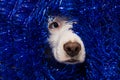 DOG NEW YEAR, BIRTHDAY OR CARNIVAL PARTY CELEBRATION. CLOSE-UP PUPPY BEHIND BLUE TINSEL GARLAND