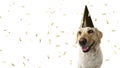 DOG NEW YEAR OR BIRTHDAY PARTY HAT. FUNNY LABRADOR SITTING