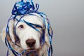 Dog new year, carnival or birthday present with blue eyes and serpentines isolated on whte background