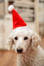 A dog in a New Year\'s hat looks at the camera. Large royal poodle. New year and the dog
