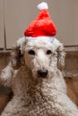 A dog in a New Year's hat looks at the camera. Large royal poodle. New year and the dog