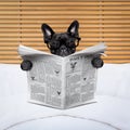 Dog newspaper in bed Royalty Free Stock Photo